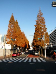 いちょう並木