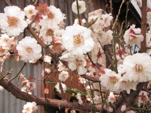 IMG_1425 - コピー