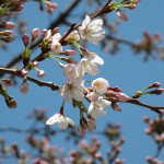 IMG_1433