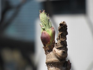 IMG_1436