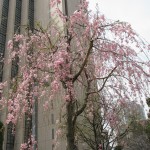 IMG_1486