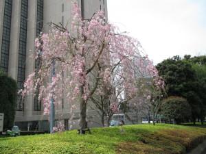 IMG_1488