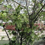 IMG_1511