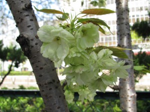 IMG_1521