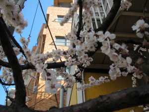 IMG_0003