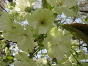IMG_0008