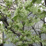 IMG_0020