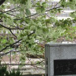 IMG_0021