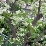 IMG_0022