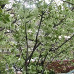 IMG_0025