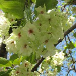 IMG_0030