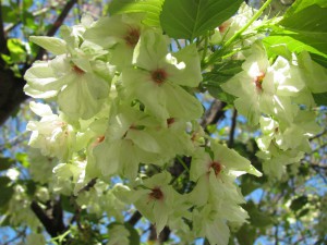 IMG_0031