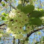 IMG_0032