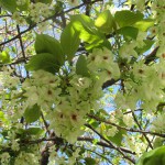 IMG_0033