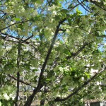IMG_0035