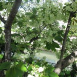 IMG_0036