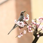 IMG_3673