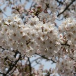 IMG_3682