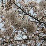 IMG_3683