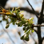 IMG_3696