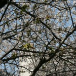 IMG_3698