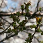 IMG_3700