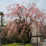 IMG_3705